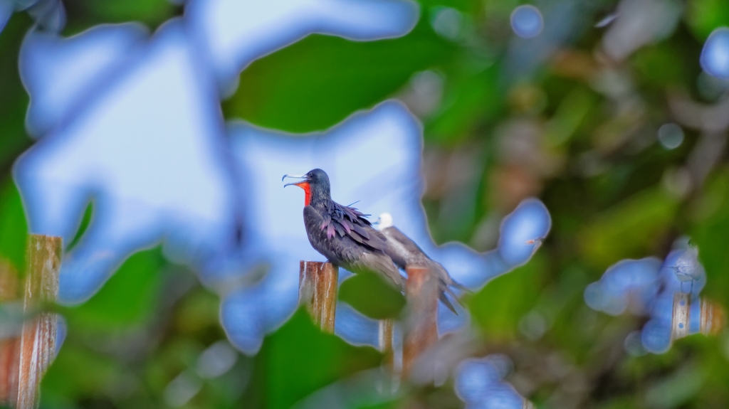 20 - Cahuita NP (04).jpg